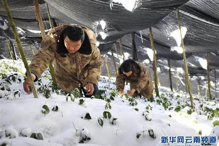 用于农作物防冻害的药都有哪几种？