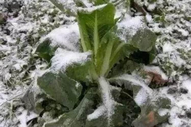 帮助农作物对抗冻害的药都包括哪些？