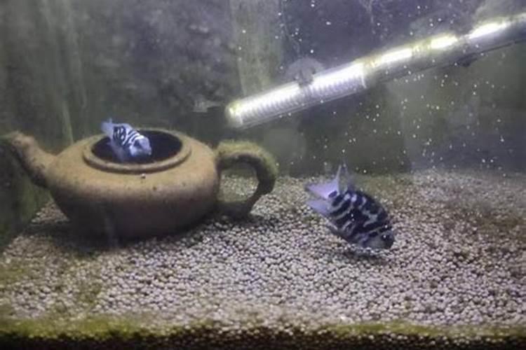 怎样消除鱼塘的铁锈水