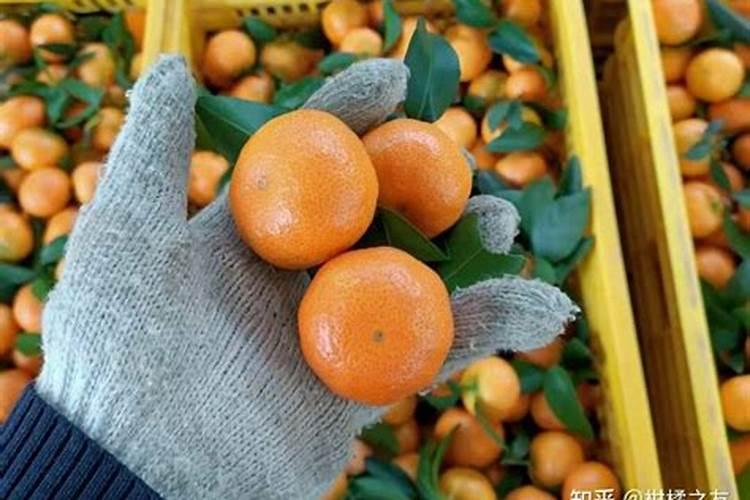 种植沃柑6个月适用放什么肥料