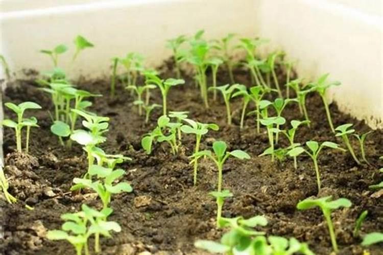 用水植物 水里加什么