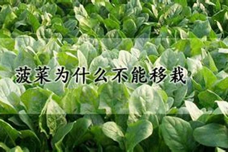 种菠菜什么肥料不能施