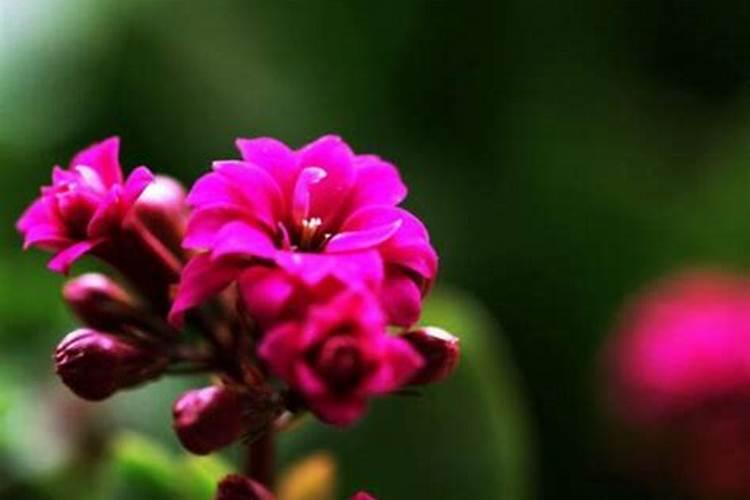 如何给长寿花施肥