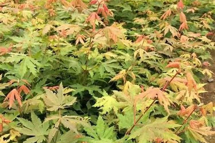 五角枫的种植技术