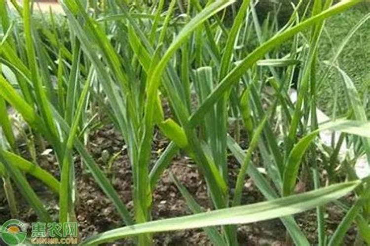 丝瓜为什么还不开花