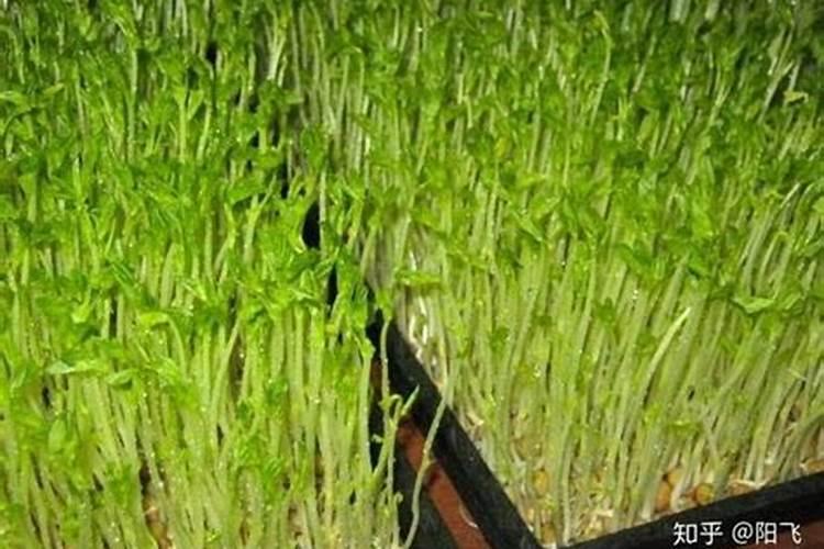 豌豆高产种植技术 豌豆怎么施肥