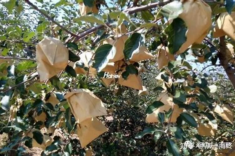 苹果膨果期用什么肥最好？怎么施肥呢？