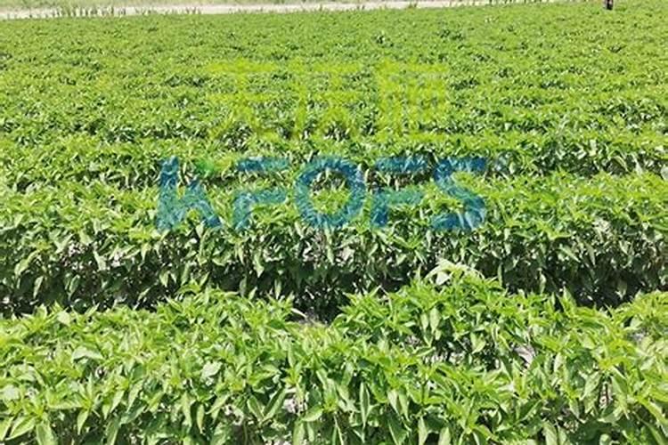 棉花后期需要什么肥料