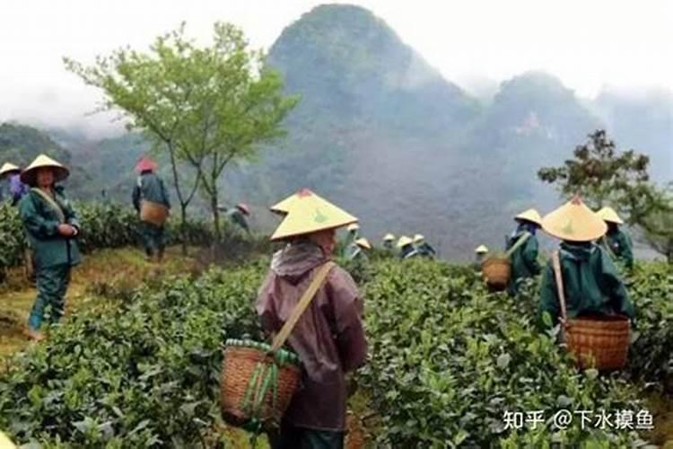 茶叶什么时候施肥最好茶叶施肥要适当