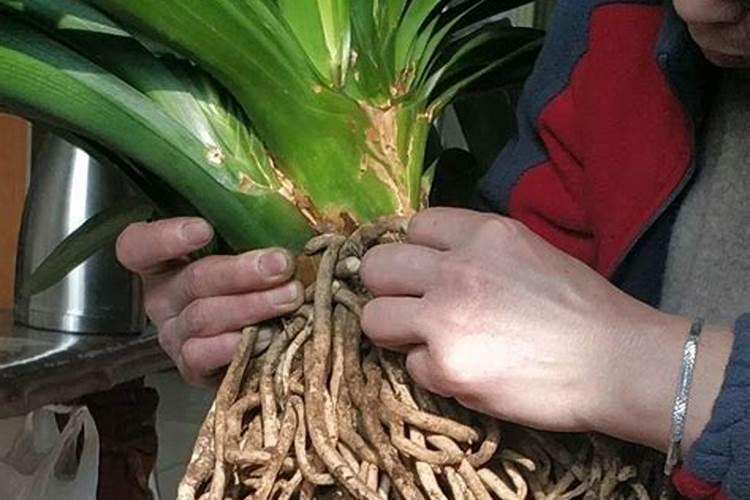 怎么养迎春花才能让根部粗(怎么使迎春花茎变粗妙招)