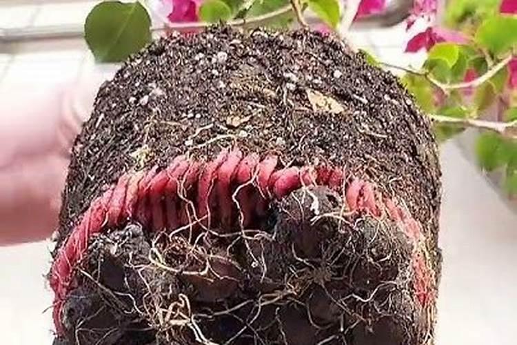 君子兰上什么肥料长得快