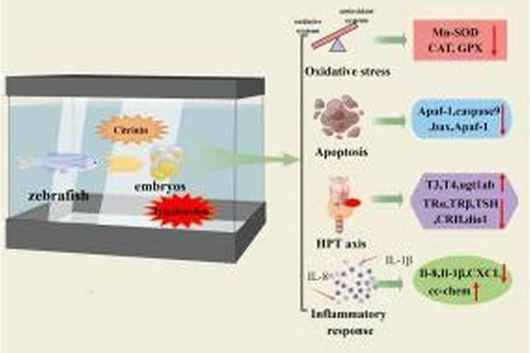 为什么杀菌剂会对作物产生药害