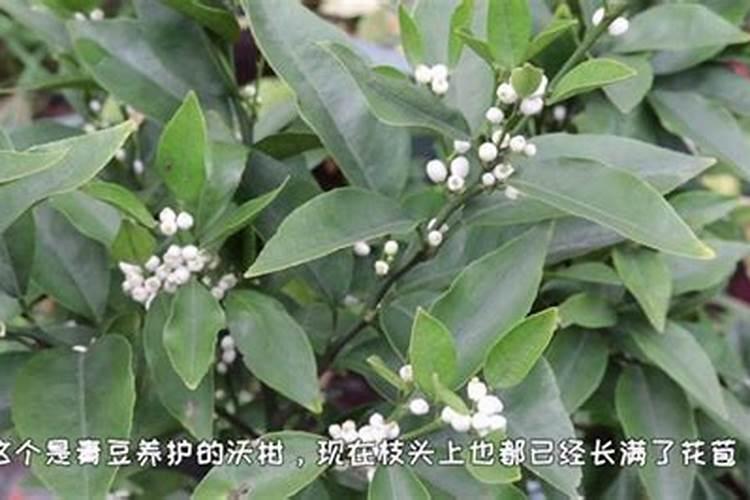 钾肥喷施比例是多大
