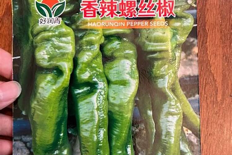 高产螺丝椒的种植方法和注意事项