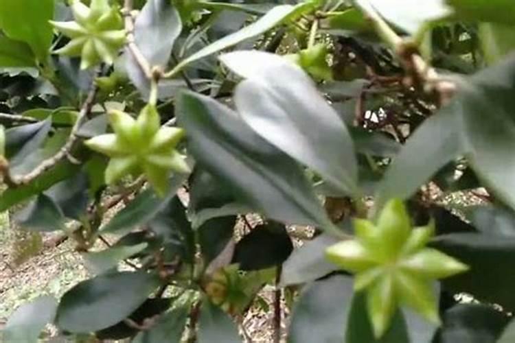 八角树施什么肥料挂果多 八角树施什么肥料才能挂果多
