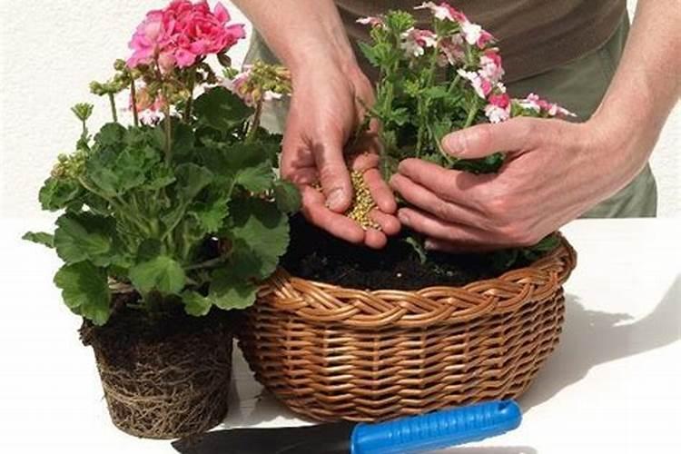 养花什么时候施肥最好  给花施肥的正确方法