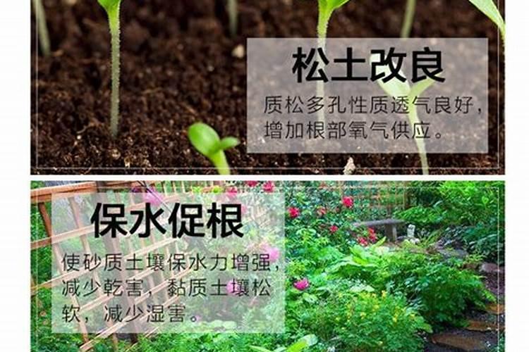 种植草莓可以用稻壳灰吗
