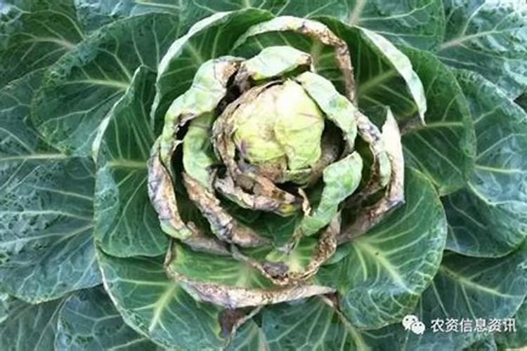 种植蔬菜的的时候,施肥过多对蔬菜有哪些影响？