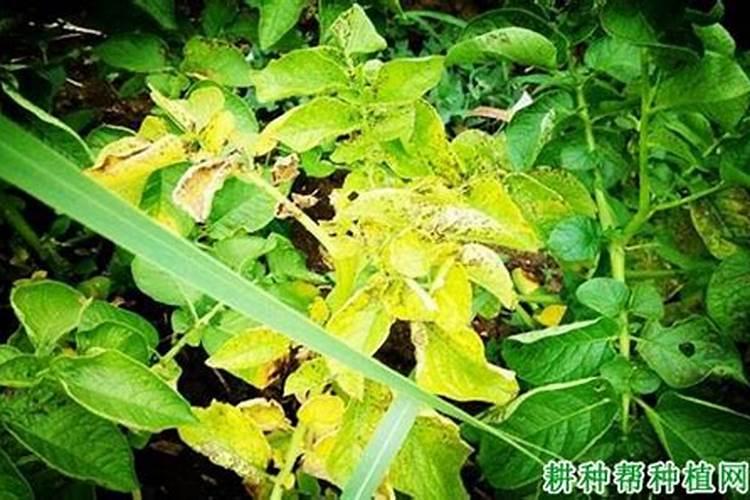 棉花黄萎病用啥药？