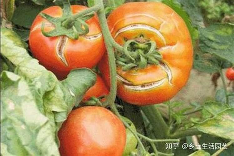 西红柿喷花时能加硼肥吗？