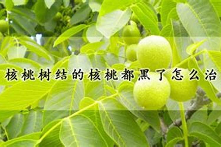 核桃树褐斑病用哪种杀菌剂好