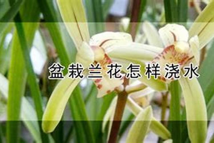 北方养兰花多久浇水 北方兰花养护需注意的浇水时间