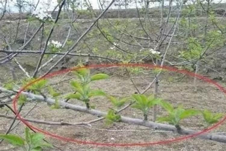 我家院子里的樱桃树不结果只开花