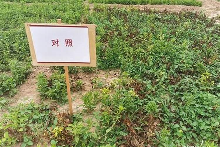 上海臻保收中草药生物功能肥怎么样