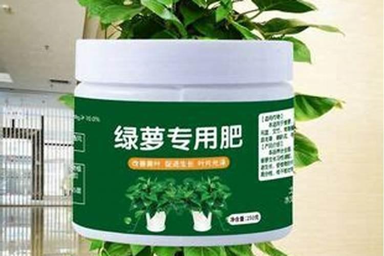 绿萝土可以种多肉吗