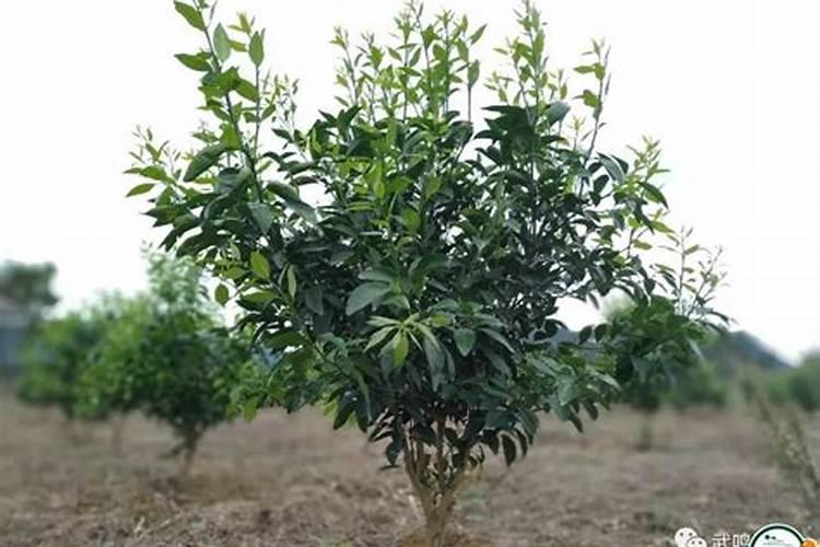沃柑来年挂果树的施肥方案介绍下可以吗？
