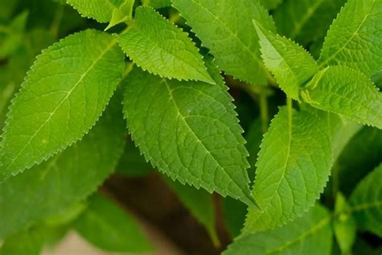 鱼蛋白肥料的功能和效果