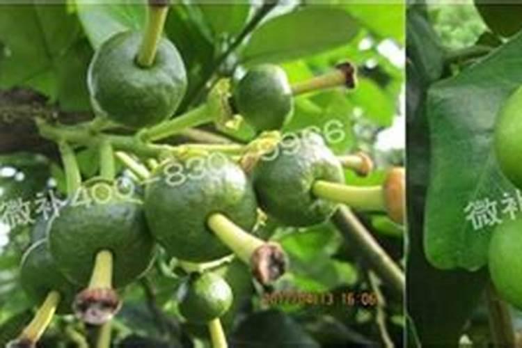 柚子施硼过量症要怎么φ？
