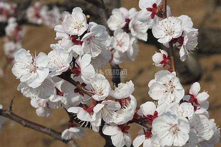 杏花是什么开花？