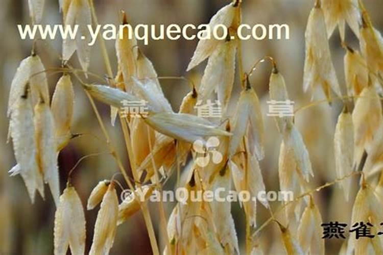 油麦菜 的种植方法？