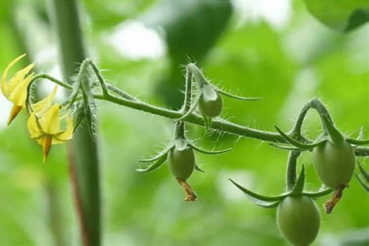 番茄苗期最需要什么肥料