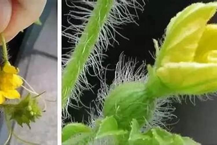 芸苔素搭配什么好