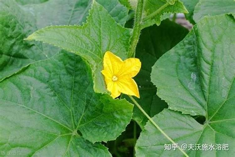黄瓜什么时候用高钾肥料 怎么施肥提高产量