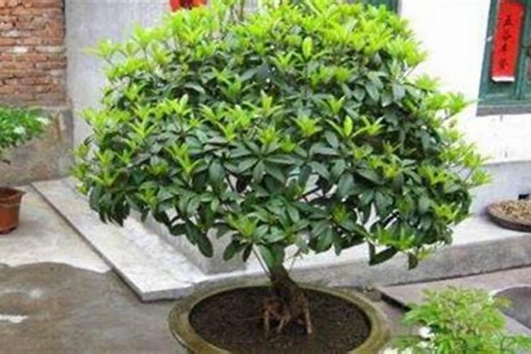 桂花树用什么肥料最好？