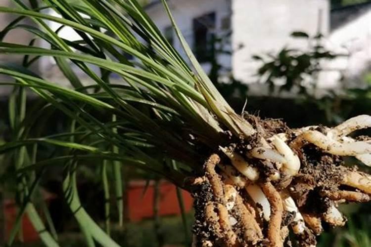 绿植施肥用什么肥料最好 给绿植施4种肥长得好