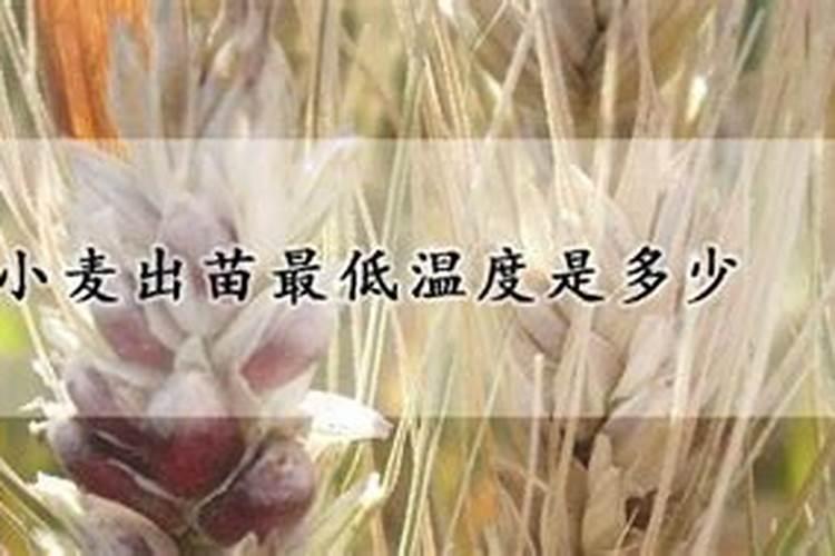 小麦多少度会发生冻害