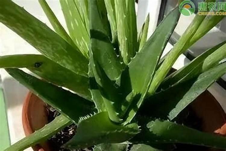 芦荟植物怎么养肥料(芦荟植物怎么养肥料？揭秘芦荟养护与施肥技巧...