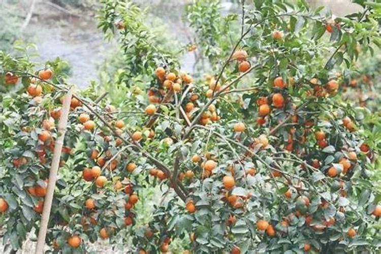 什么样的叶面肥补硼补钙效果好,能解决硼钙拮抗问题？