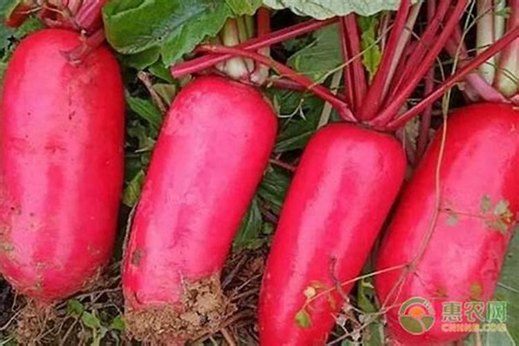 用尿兑水浇菜可以吗？