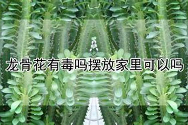 龙骨花怎么养护分枝多