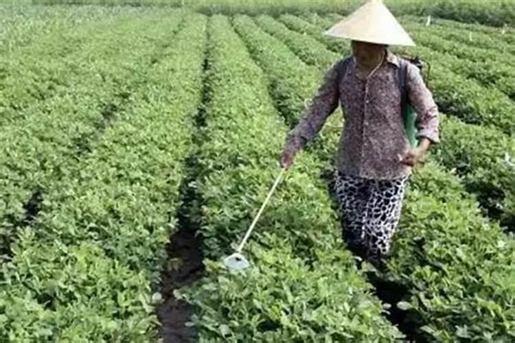 硫酸镁在果树用法用量