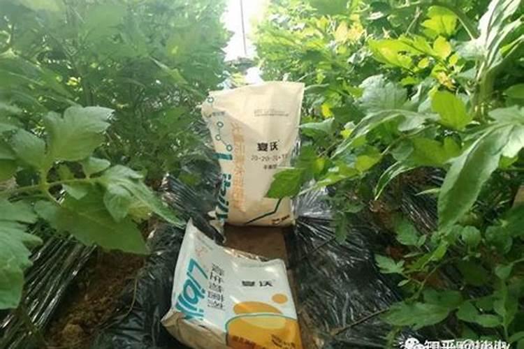 葡萄套袋前,使用的苯甲嘧菌酯能不能用苯甲醚菌酯代替？