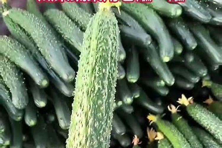 生根肥料有哪些 钾肥的作用是什么