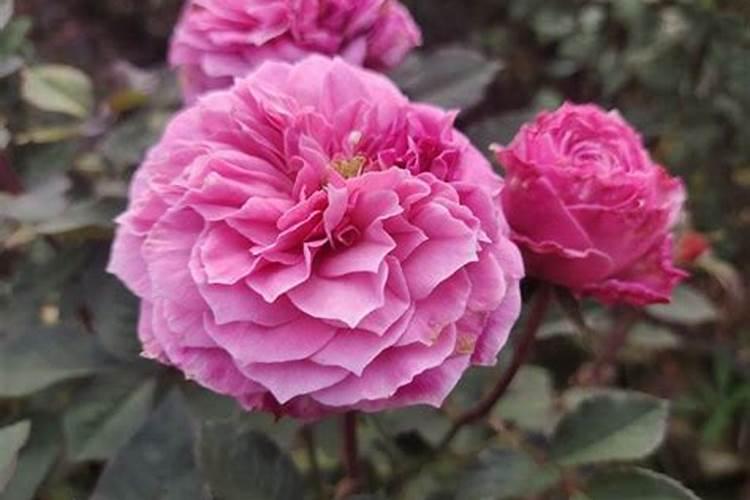 月季花24小时什么时候开花？