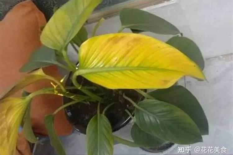 植物叶片发黄缺什么肥