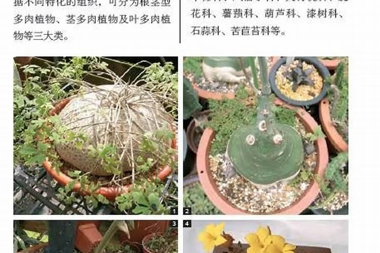 多肉可以用磷肥吗